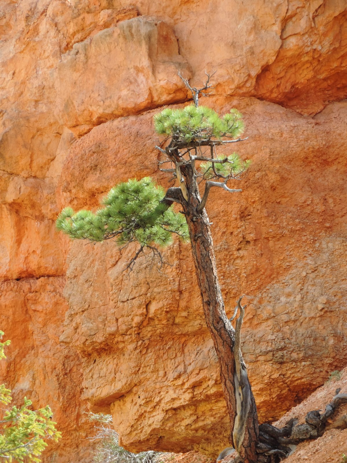Weathered pine growing from sandstone rock face
