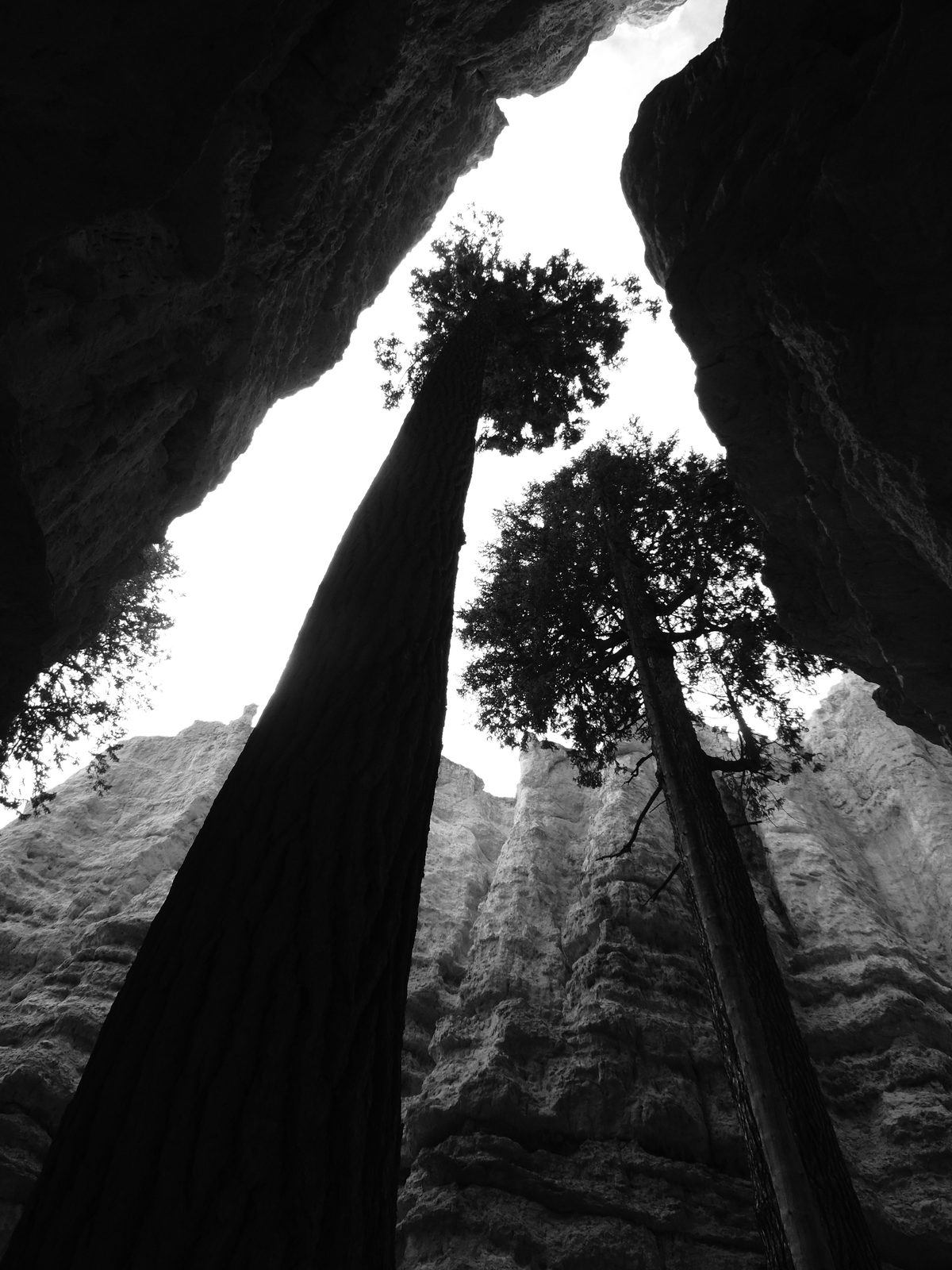 Looking up through a grove of giant sequoias