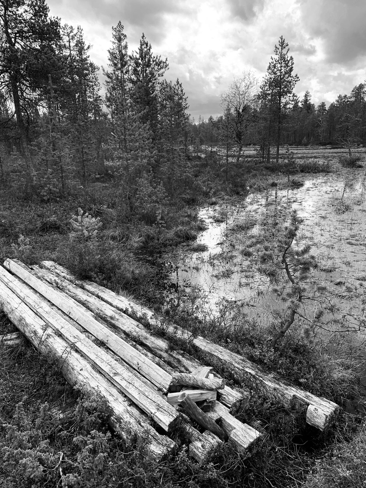 Riparian wetland with cut logs, black and white