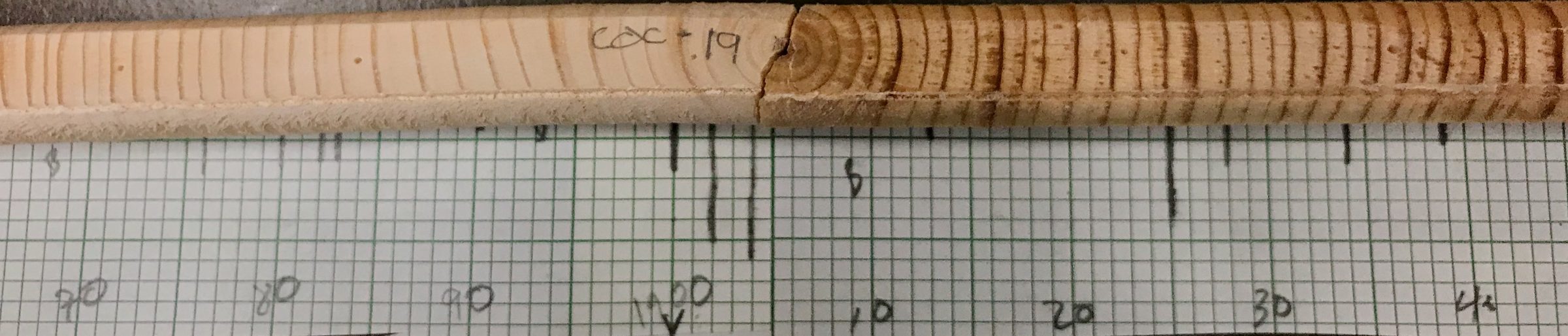 Tree-ring core sample used for stable isotope analysis