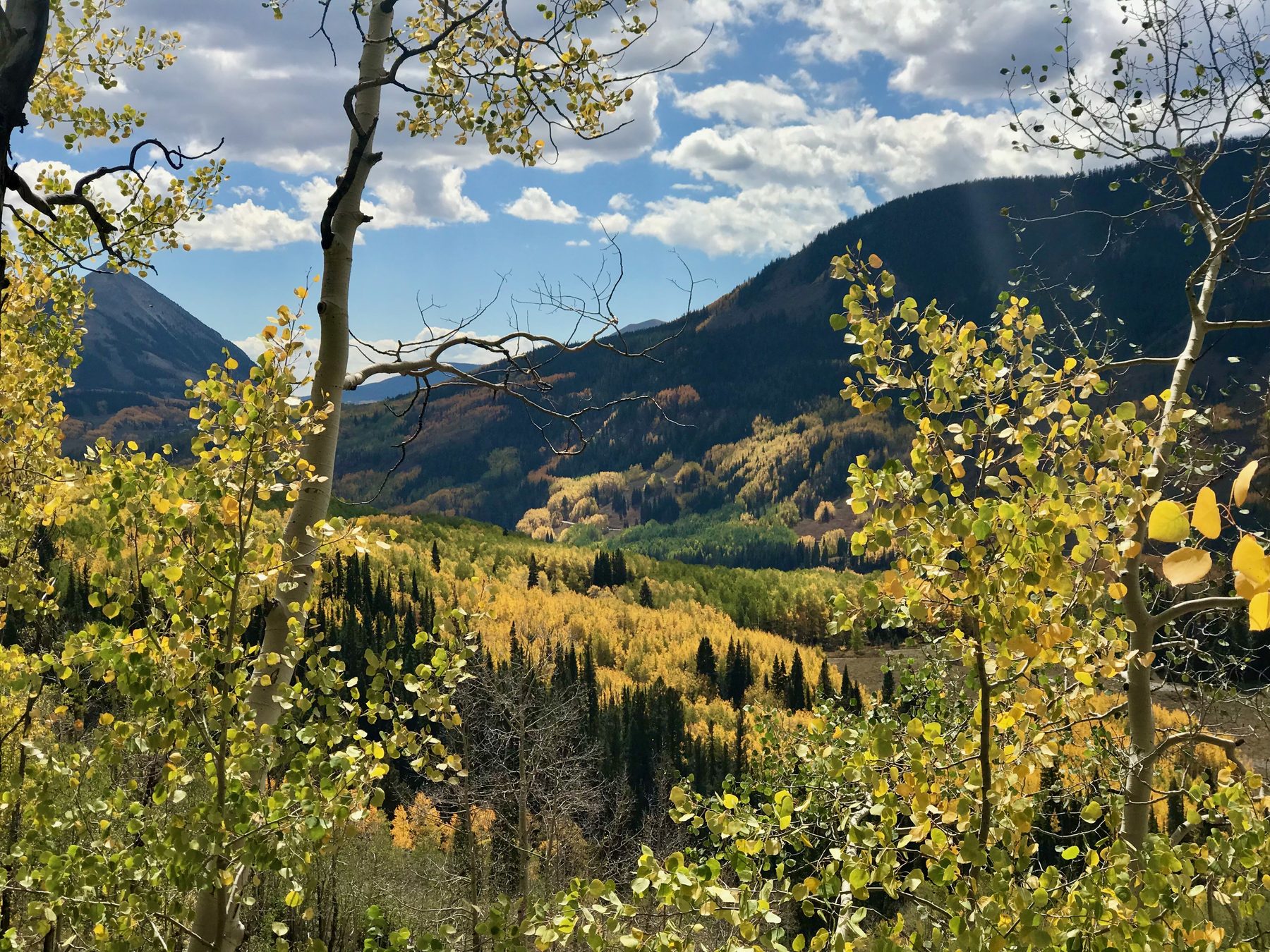 Aspen stand in fall color across a mountain valley