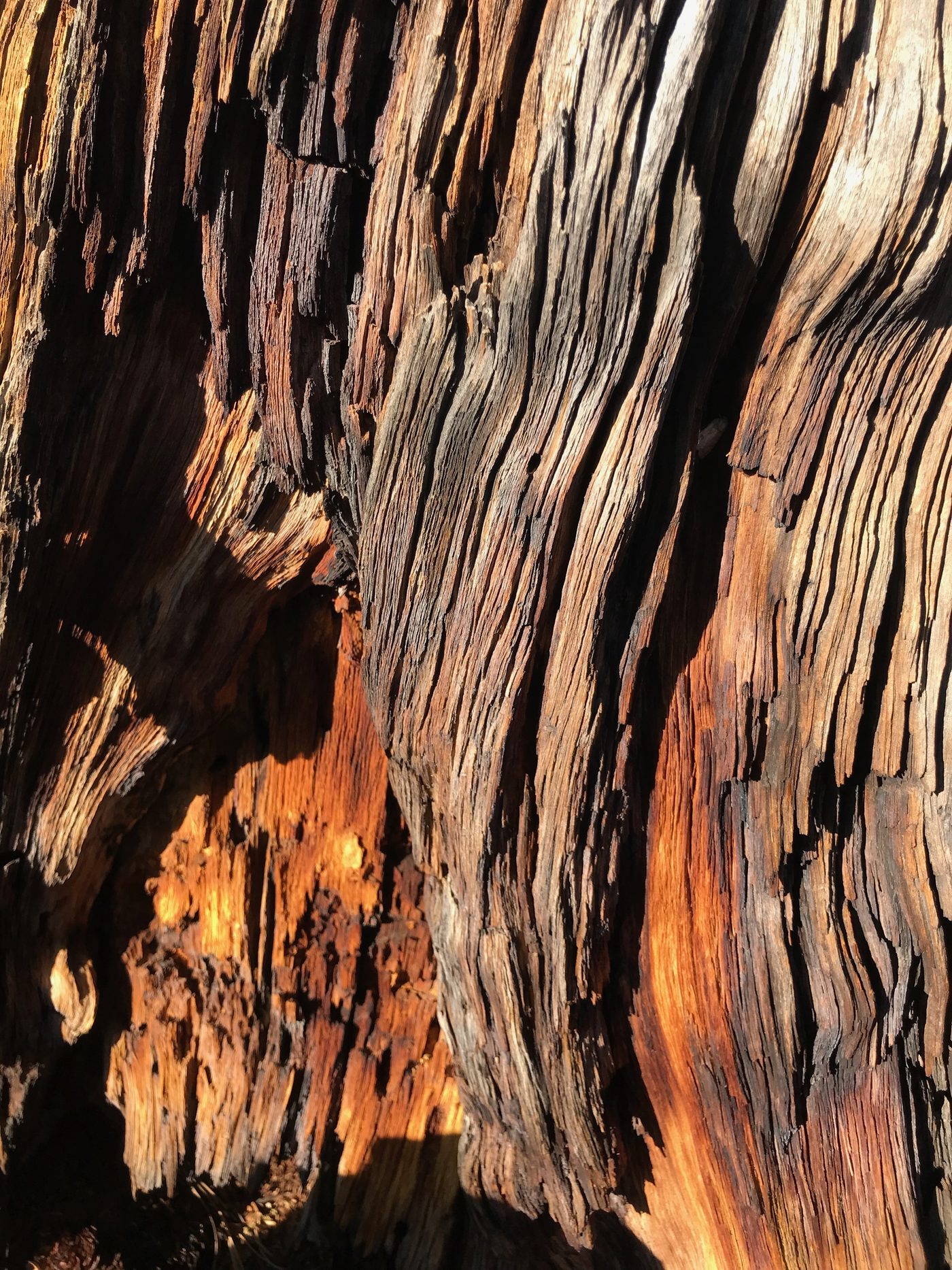 Close-up of weathered tree bark and wood grain
