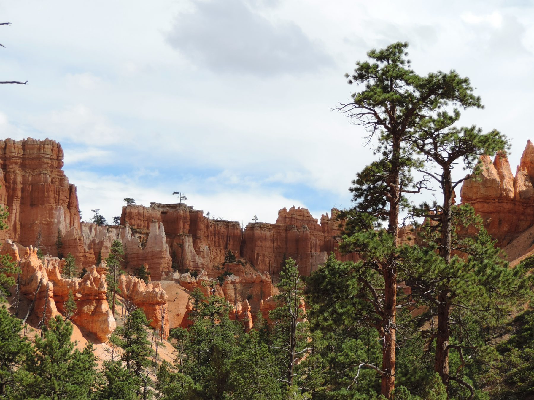 Ponderosa pines among sandstone hoodoos