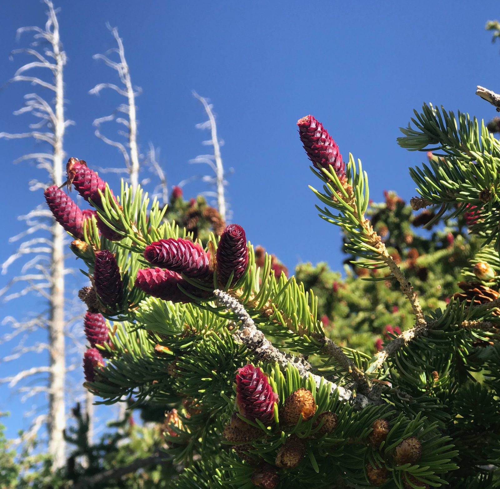 Close-up of conifer branch with young cones